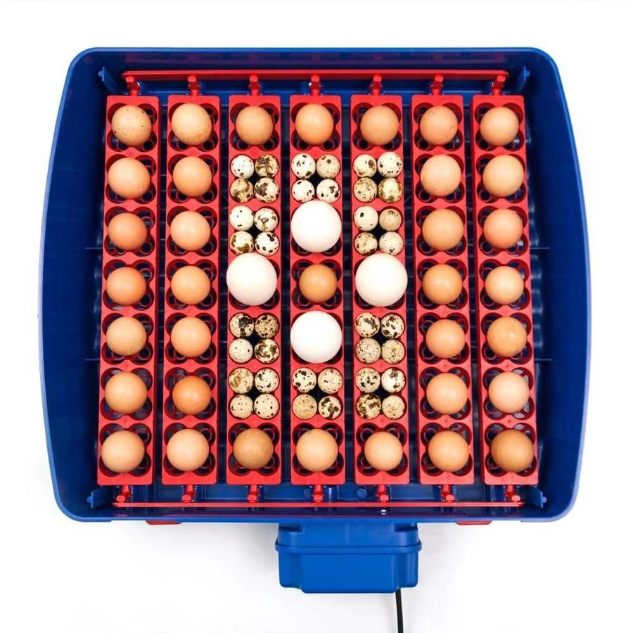 Borotto Real 49 PLUS Broedmachine 6 Borotto Real 49 PLUS Broedmachine - Afbeelding 4