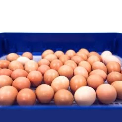 Borotto Real 49 PLUS Broedmachine 15 Borotto Real 49 PLUS Broedmachine -Gevogelte Korting borotto real 49 plus broedmachine 4