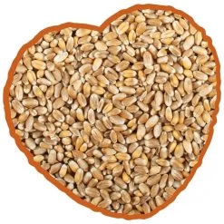 Duvo+ Tarwe Extra 20KG